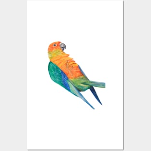 Sun parakeet Print, Bird Prints, Parrot Poster Bresil Animal Wall Art Tropical Bird Art Bird Print Aratinga Art Posters and Art